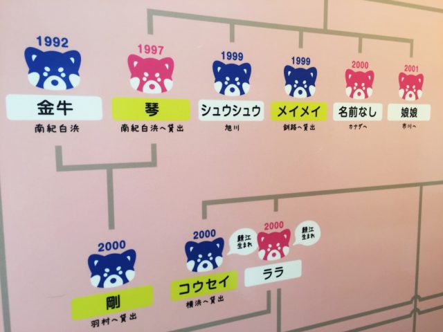 福井鯖江西山動物園レッサーパンダの画像