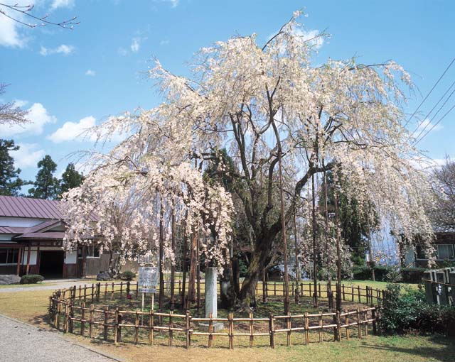 足羽神社の画像