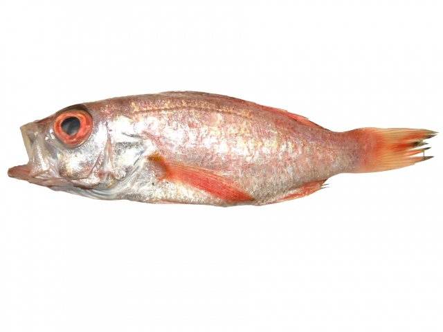 福井魚のどぐろアカムツの画像