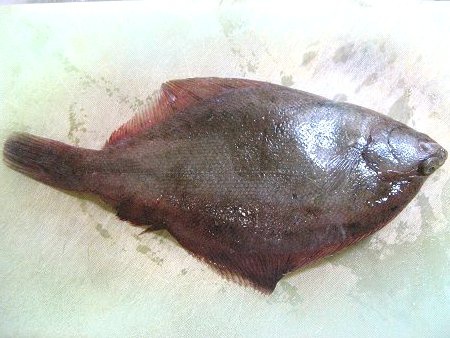 若狭福井魚マガレイの画像