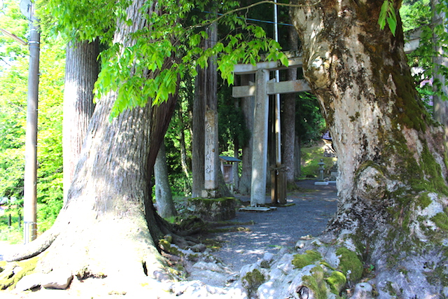 樹齢数百年の巨木が迎えてくれる白山(はくさん)神社でパワーをもらおう【池田町】