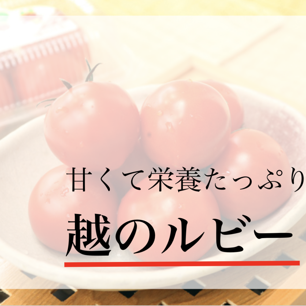 福井のブランドミディトマト『越のルビー』とは？甘くて栄養たっぷりって本当？