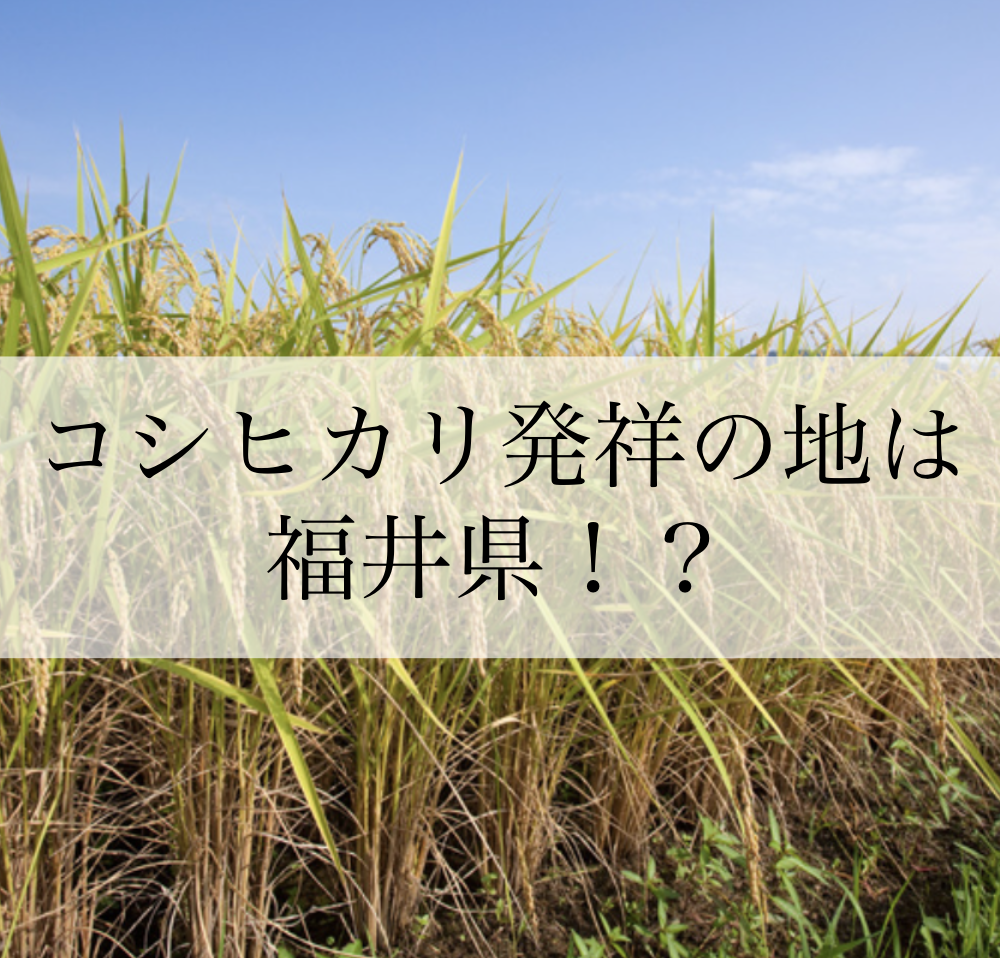 コシヒカリの発祥は福井県!?その真相は？さらに、池田町の美味しい米作りについてご紹介！